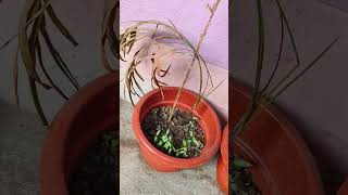 খুব পছন্দের গাছ টা আর রইলো না #garden #rooftopgardens #indoorplants #chadbagan #houseplants #reels