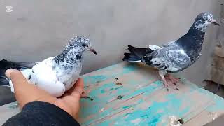 HAPPY  MY PIGEON   IN   VILLAGE