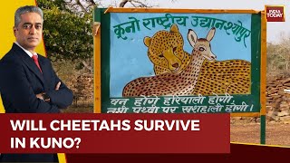 Cheetahs All Set To Arrive In India From Namibia: Will Cheetahs Adapt To New Home? | News Today