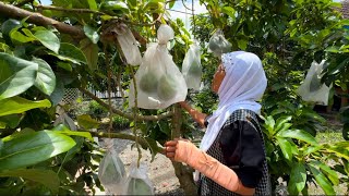 Pertama kali nenek datang kerumah beliau terharu takjub heran sama kebun Alpokad yg pendek dan lebat