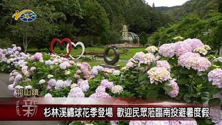 杉林溪繡球花季登場 議員林憶如、陳玉鈴、蔡孟娥歡迎民眾蒞臨南投避暑度假