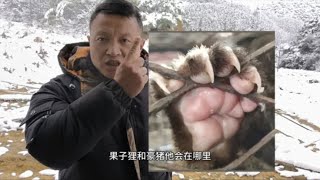 果子狸和豪猪下大雪的时候会在哪里？它们怎么找吃的？#户外