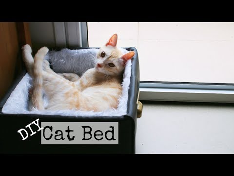 DIY Cat Bed With No Money | DanDIY DIY Cat Bed With No Money | DanDIY