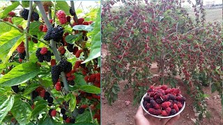 មនផ្លែច្រើនណាស់បងប្អូMulberry growing 2023