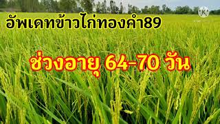 มาอัพเดทข้าวไก่ทองคำ89 ช่วงอายุ 64-70 วัน เริ่มออกรวงแล้ว