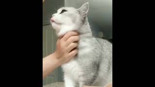 Video Kucing Lucu short viral terbaru #shortvideo  #viral #cat