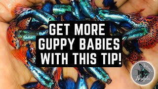 GET MORE GUPPY BABIES WITH THIS SIMPLE TIP!