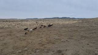 Gathering Horses in Montana