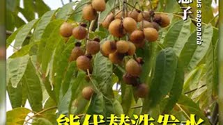 没有洗发水的古代，他们怎么洗头呢？这种植物起了大作用 无患子 洗发养发