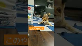 【柴犬】掃除機と戦う犬