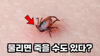 살인진드기 손으로 떼면 절대 안되는 이유…