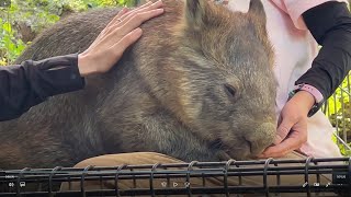 【茶臼山動物園】ウォンバットのモモコちゃんをなでなでしてきた！/ウォンバット大好きプラン/wombat