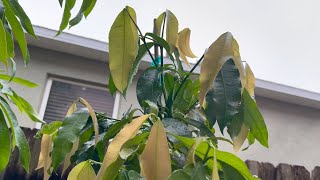 Growing ACHACHA Tree (UPDATE) in Central Florida August 2022