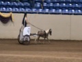 single roman chariot 2011 amhr national