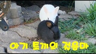 귀여운 아기토끼들 - 공원의 봄