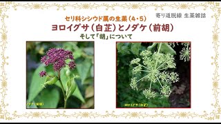 【215話】セリ科シシウド属の植物・生薬（4・5）／白芷・前胡／そして「胡」について【寄り道・脱線 生薬雑話】