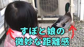 【合鴨】すぽを眺める娘に「撫でてみて」とお願いすると…