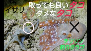 11.シガヤー取っても良いタコダメなタコ