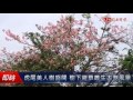 虎尾美人樹盛開 樹下雜草叢生大煞風景