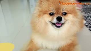 Pomeranian Köpek Fiyat 2022