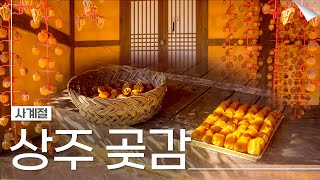 하늘 아래 첫 감나무, 상주곶감(Sangju Dried Persimmon Agricultural | Four Seasons) | 문화유산 사계