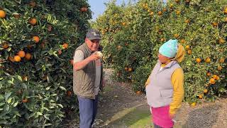 Aquí tendremos un excelente cosecha de naranjas ￼