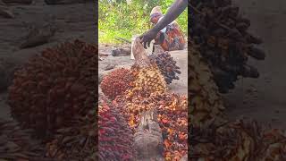 Nigeria’s Palm Oil Industry: A Lesson in Economic Self-Sufficiency