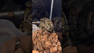 🐍 അയ്യോ പാമ്പ് #youtubeshorts #snake #pets