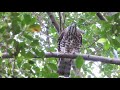 20200229 0301 鳳頭蒼鷹巢區觀察記錄【大安森林公園鳳頭蒼鷹crested goshawk】