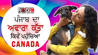 ਪੰਜਾਬ ਦੇ ਅਵਾਰਾ ਕੁੱਤੇ ਦਾ ਕੈਨੇਡਾ ਤੱਕ ਦਾ ਸਫਰ | A Street Dog from Punjab arrives in Canada | RED FM