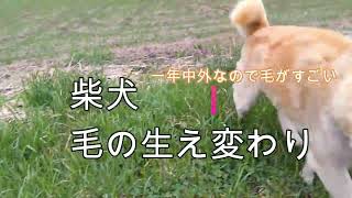 冬毛から夏毛へ 【柴犬】