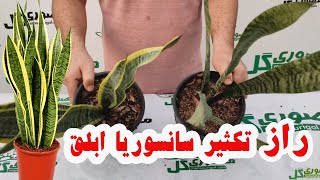 Cuttings of Sansoria Ablaq or correct reproduction of Sansoria Ablaq (a big secret)