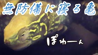 クサガメベビーつくの成長記録58 首を伸ばして無防備に寝る亀 亀の寝顔 寝相 クサガメ かわいい Reeves turtle sleeping.