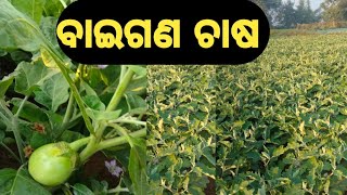 ବାଇଗଣ ଚାଷ କିପରି କରାଯାଏ ସଠିକ ଉପାୟ ବାଇଗଣ ଫାଇନାଲି ଫଳିଲା