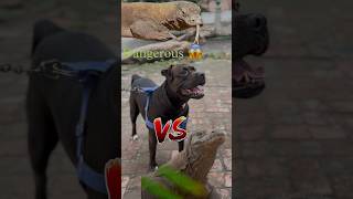 Big Lizard Vs Pitbull 😱 | dangerous lizard - #shorts #dogs #viral