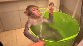 Baby Monkey Bathe And Have Fun  Monkey Coco