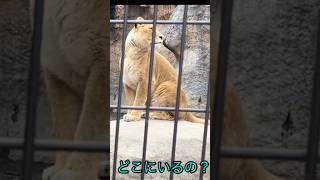 どこにいるの？フウ・・・ #ライオン #shorts  #旭山動物園 #zoo