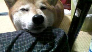 ジローは家族！　柴犬ジロー　Shiba Inu