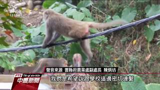 林內猴群暑假頻入侵校園 校長忙驅猴 20190820 公視中晝新聞