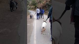 Exploring Kasol with Dogs and friends #dog #germanshepherd #labrador #kasol