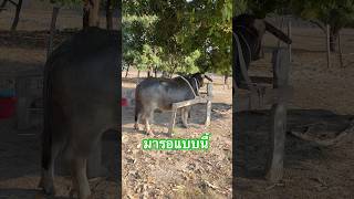 มีงานใหญ่ #ควายไทย #ควายงาม #animals #ควาย #amazing #viralshorts #เปิดการมองเห็น #ตลก #funny