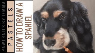 STEP BY STEP GUIDE TO DRAWING A SPANIEL - Pastels