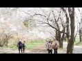 【群馬県赤城千本桜】お花見スポット動画☆～素晴らしい桜ですよ^^