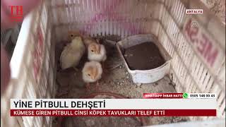 YİNE PİTBULL DEHŞETİ