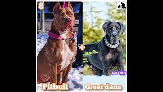 Pitbull Mix Breed | Pitbull Dog