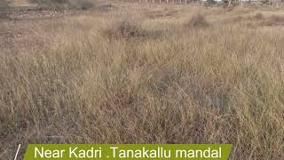 16 acres farm land for sale near Tanakallu AP