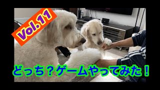 【Living wiz dogs】どっちの手のなかにおやつがあるか当てるゲームをしてみた！ゴールデンレトリーバー  ボーダーコリー　ゴールデンドゥードル