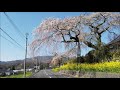 別府 安楽寺の一本桜