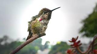 Male Anna's Hummingbird Sings His Scratchy Little Song ASMR