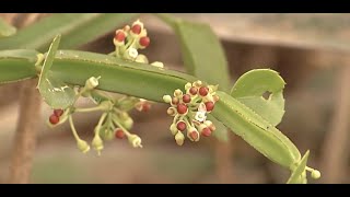 Pirandai plant - amazing benefits to grow this plant at your home | Poovali | News7 Tamil